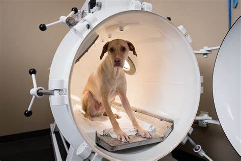 Veterinary Hyperbaric Oxygen Chamber from  Reasons why athletes benefit