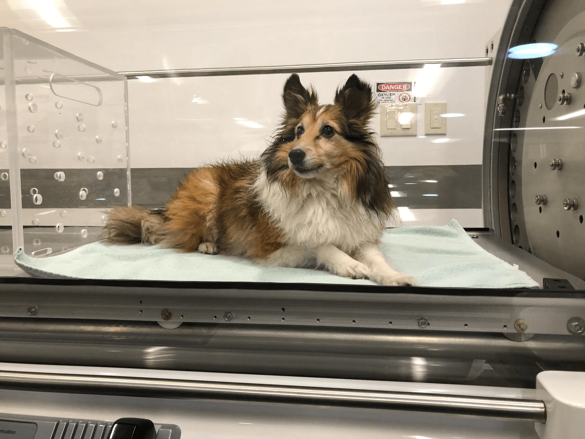 Animal Hyperbaric Oxygen chamber