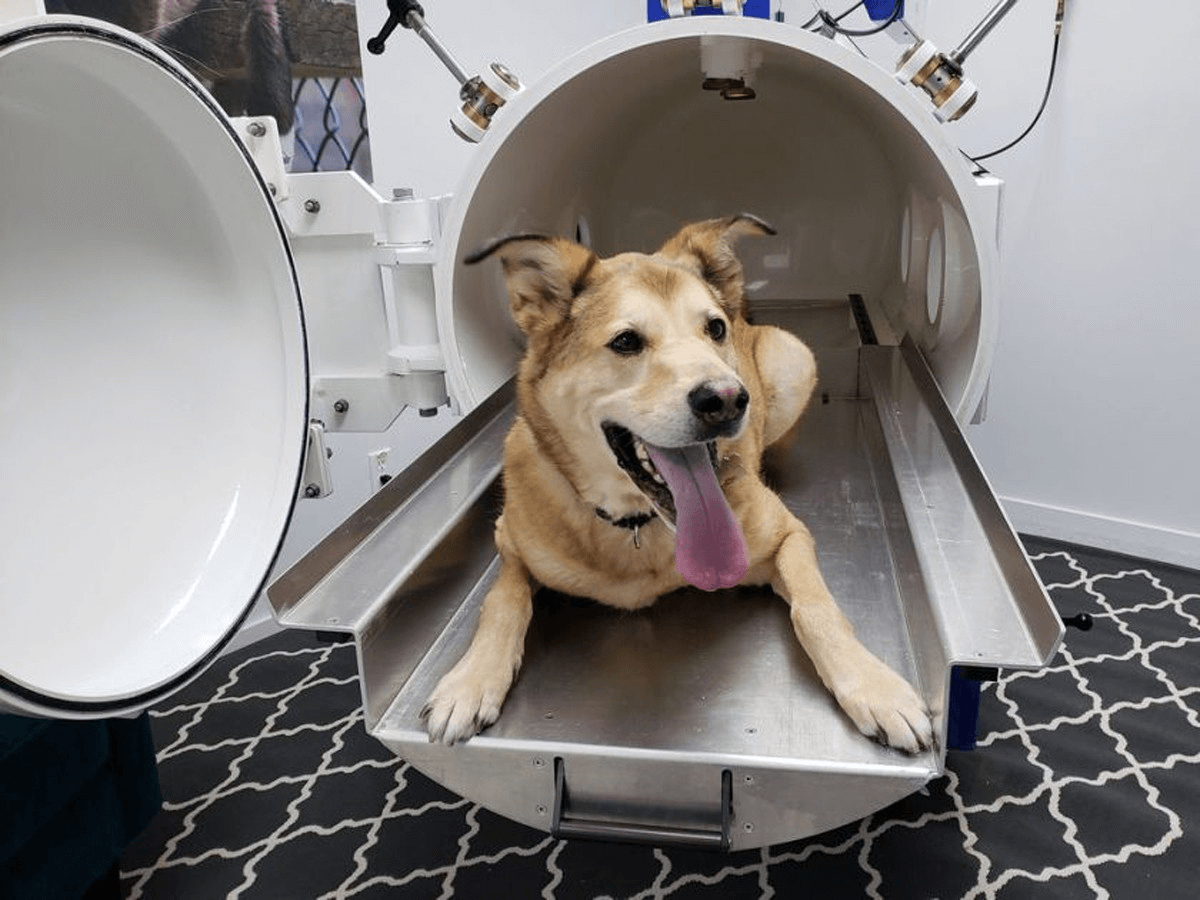 Animal Hyperbaric Oxygen Chamber