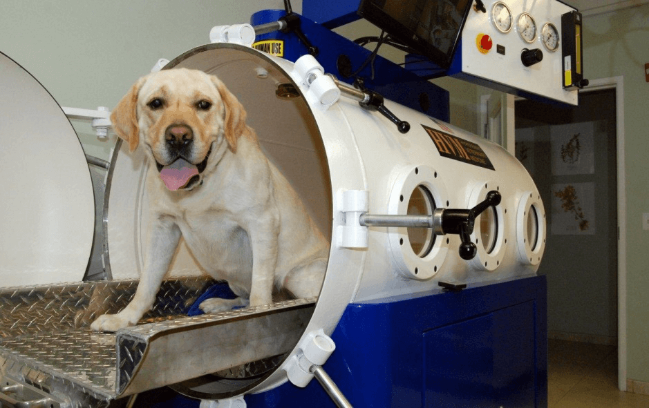 ¿Cuál es la mejor cámara de oxígeno hiperbárico veterinaria en 2020?